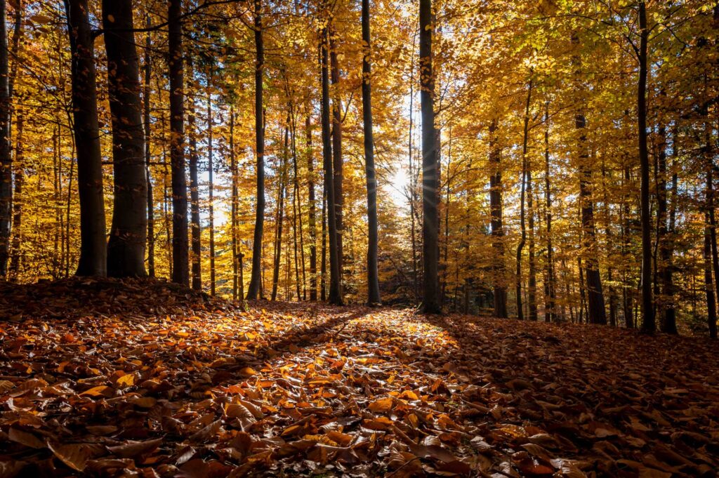 Albatros-Bestattungen® Die Sonne scheint auf den herbstlich orangenen FriedWald